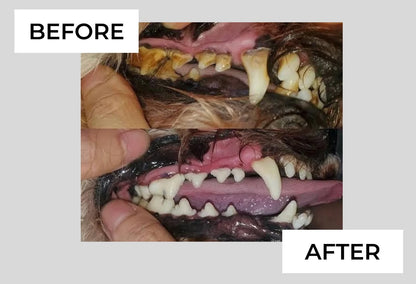 Pet Dental Finger Wipes 50 ct